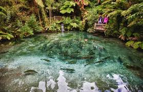 Image result for paradise springs rotorua lions