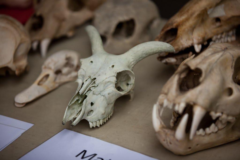 "Understanding Zooarchaeology I" will cover topics such as how to distinguish the bones of different mammals, birds, fish, amphibians, and reptiles.