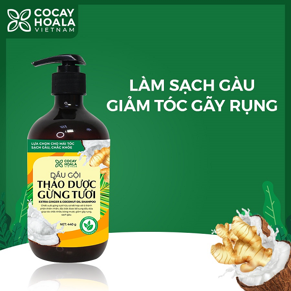 cách trị gàu triệt để, dầu gội thảo dược gừng dừa cỏ cây hoa lá làm sạch gàu hiệu quả chỉ sau 7 ngày