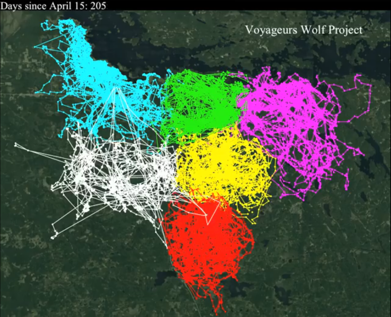 Záznam z telemetrického sledování 6 vlků z 6 různých smeček v USA; zdroj: fb stránka projektu Voyageurs Wolf Project 