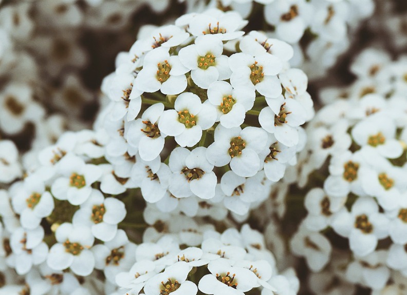 Цветы с маленькими бутонами | блог интернет - магазина АртФлора