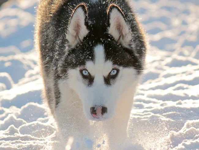 3.สุนัขหิมะจมูกดีมาก สามารถหาสิ่งของที่หายไป หรือจนได้จนเจอ