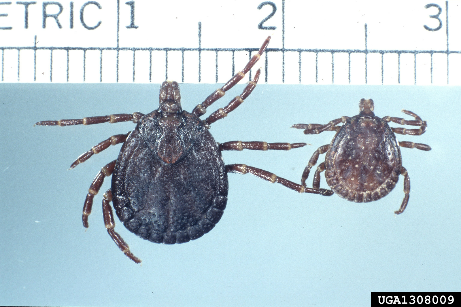 African tortoise tick female in left and male in right