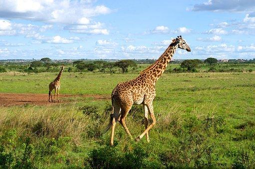 Giraffes, Wildlife, Running, Nature