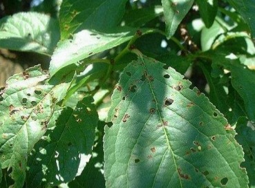 leprosis en hoja