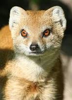 Image result for mongoose pupil