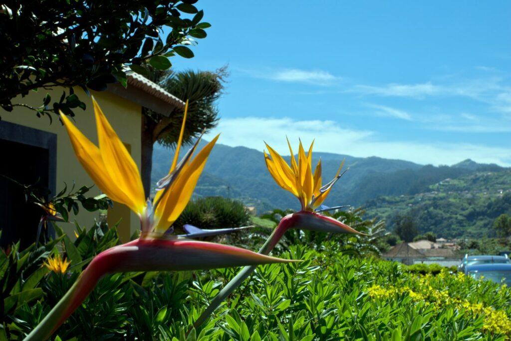 Bird of Paradise Plant (Strelitzia) Care Guide - Repotting Pruning & Growing Guide