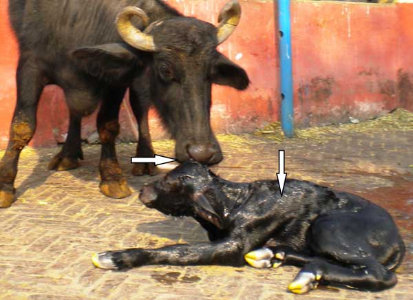 Feto-maternal interaction after parturition. Arrows indicate the buffalo sniffing the fetus and the glistening, wet hair coat of the fetus.
