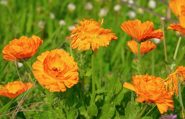 MARIGOLD PLANT