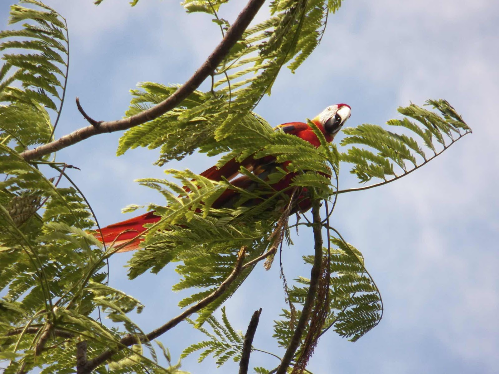 Scarlet Macau, Nicuesa, Costa Rica