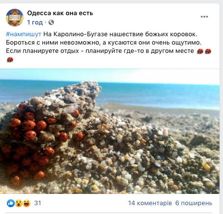 На курорте под Одессой нашествие насекомых