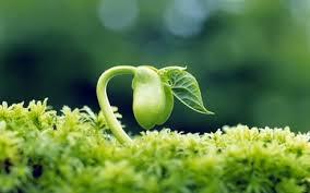 Lessons from Nature