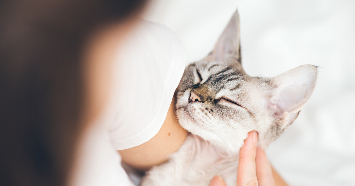 Very happy cat with human