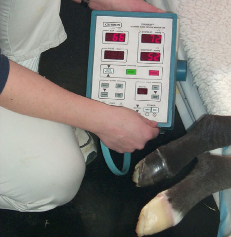 Monitoreo indirecto de la presión arterial de un potrillo con EHI. Las bandas aplicadas en la cola son las más frecuentemente utilizadas en potrillos recumbentes.