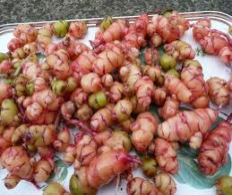 oca tuber