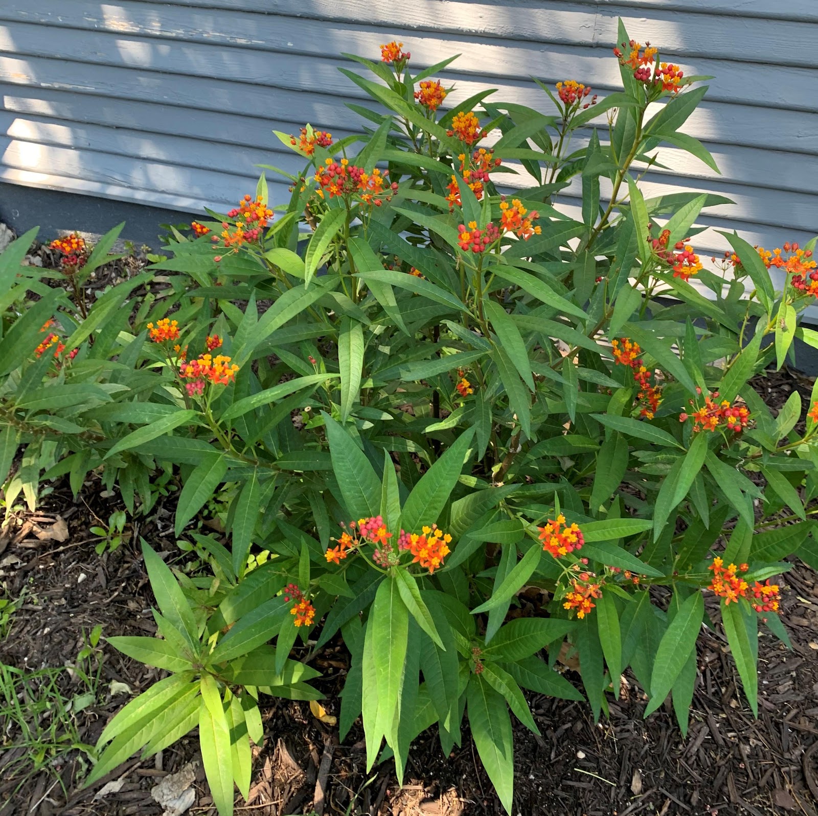 Milkweed looks beautiful, takes little water, and feeds the Monarch Butterfly caterpillars!
