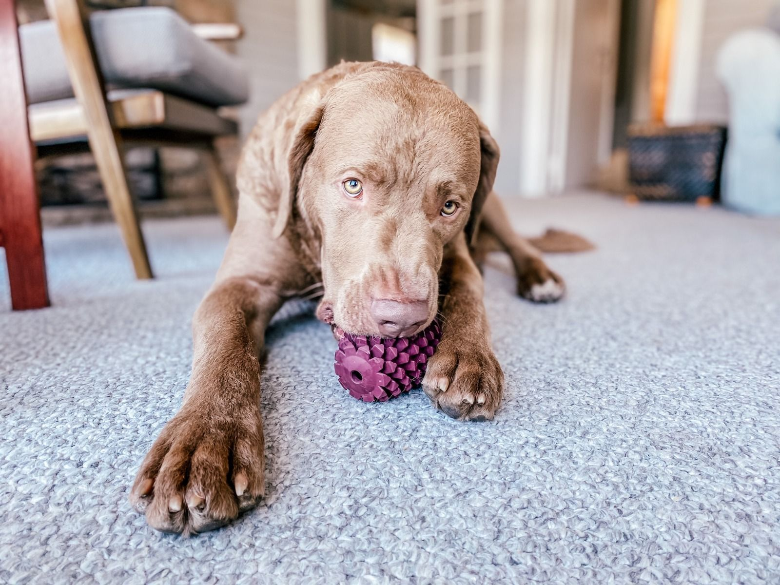 dog with Tall Tails pinecone toy