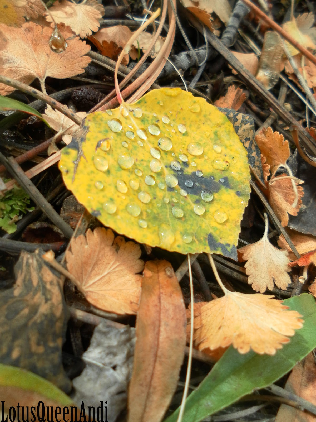 Autumn- Aspen Rain 4 W.jpg