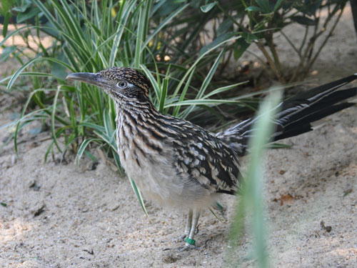 photo Roadrunner / <span class='cursive'>Geococcyx californianus</span> 