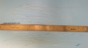 veterinarian lays out heartworms against ruler