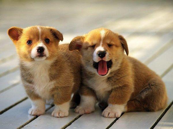 Các loài động vật nuôi