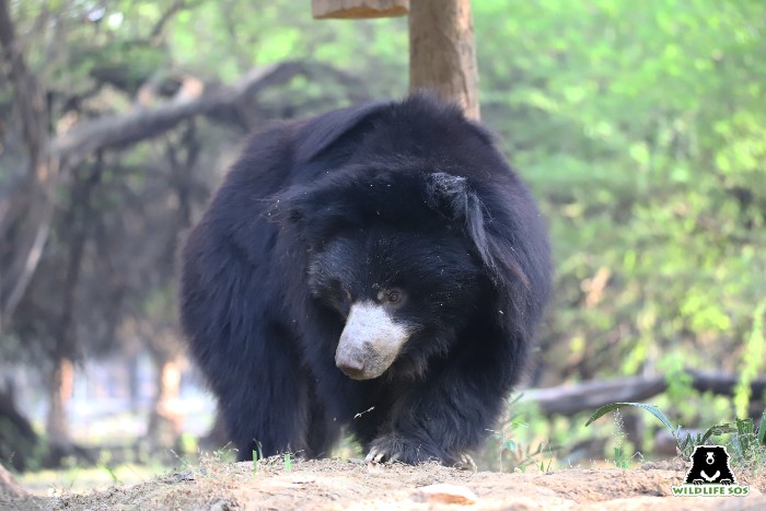 Bears in monsoon 