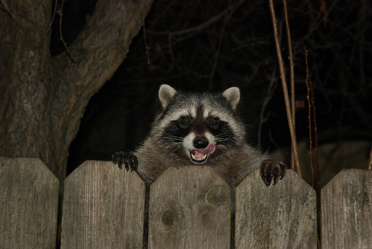How Far Do Raccoons Travel In A Night