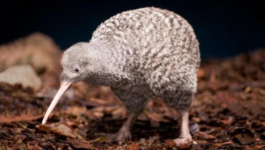 C:\Users\rwil313\Desktop\Otorohanga Spotted Kiwi.jpg