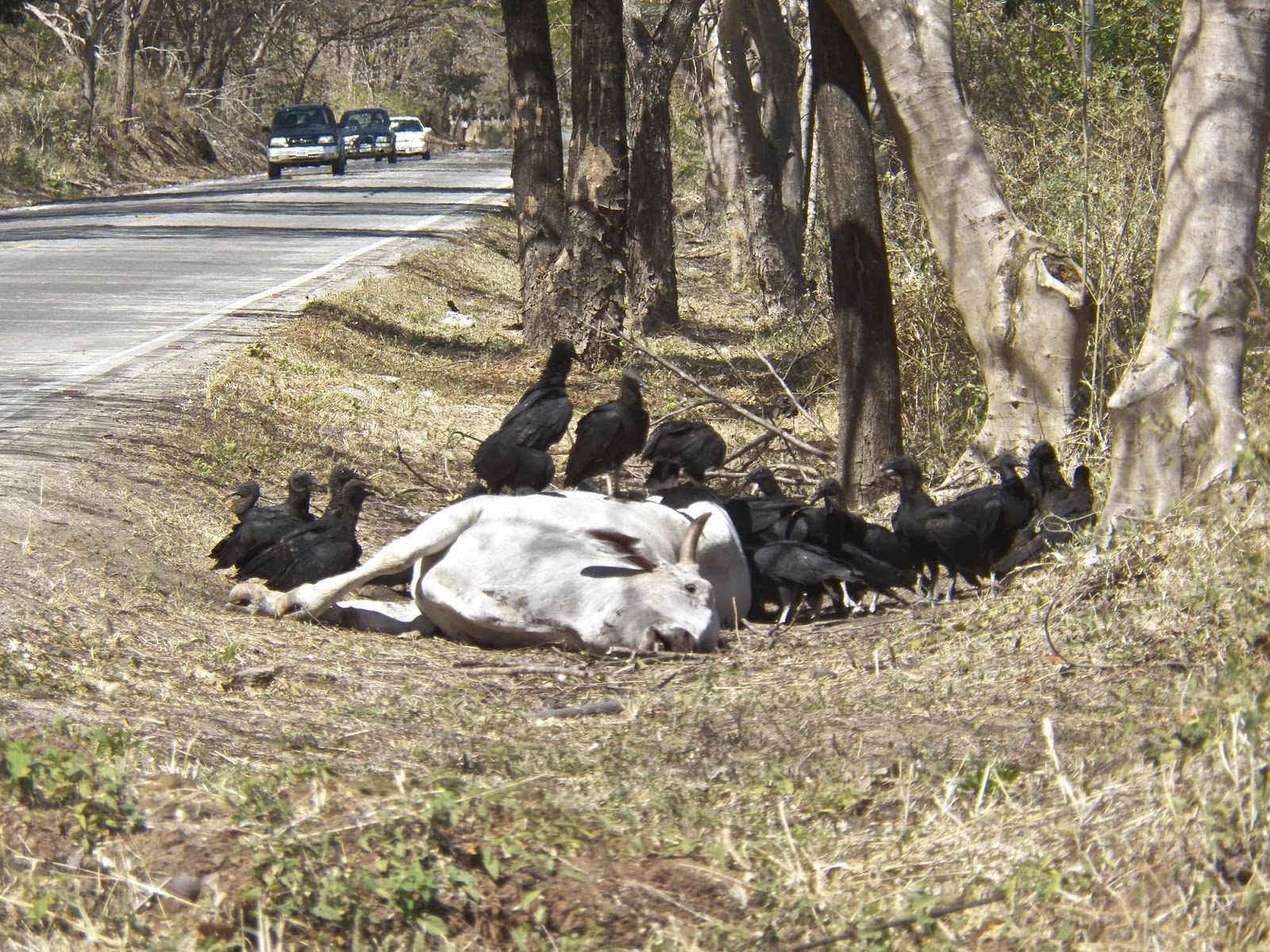 Guanacaste Dead Cow, Costa Rica