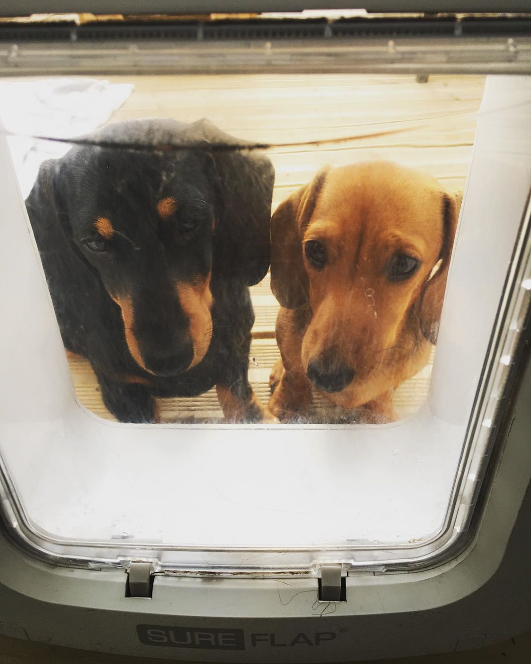 SureFlap microchip dog door