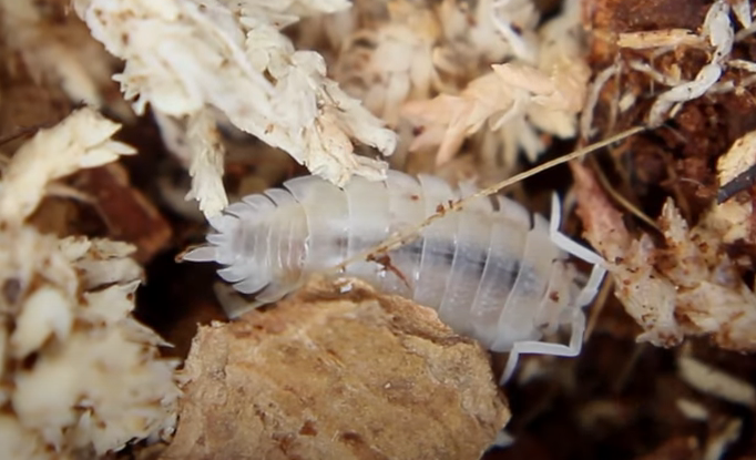 Ghost isopod