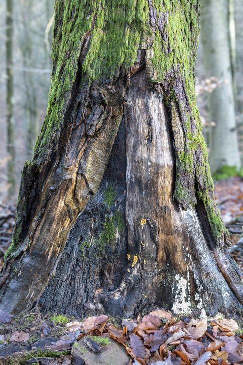 Que prélève-t-on dans une forêt ? Le rôle du bois mort