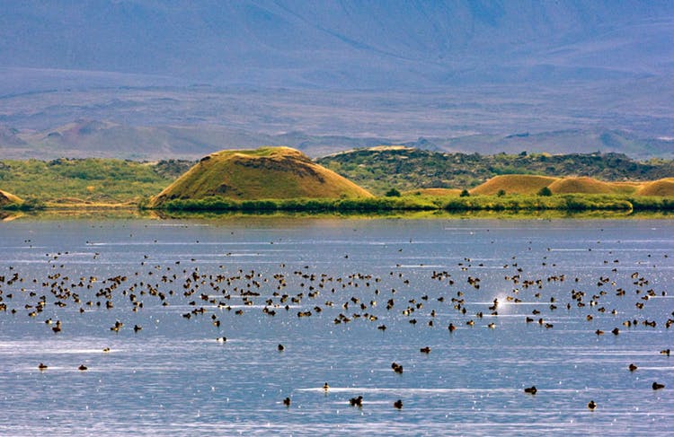 Plenty of ducks at lake Mývatn, a birdwatcher's paradise