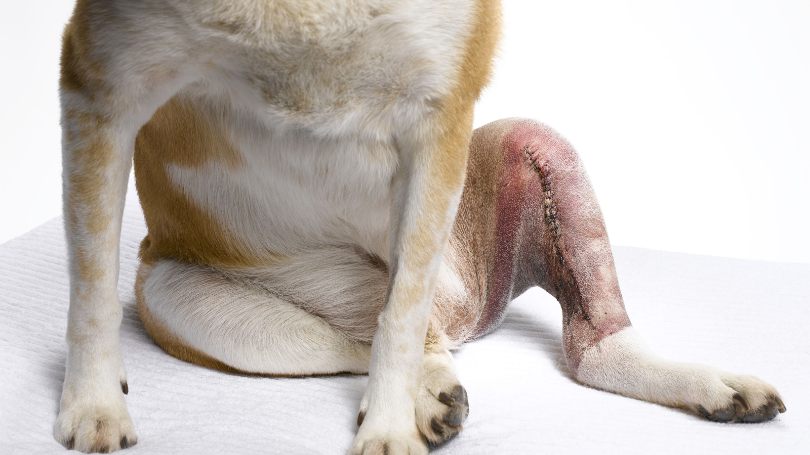 A Step-By-Step Guide To Orthopedic Dog’s Surgery
