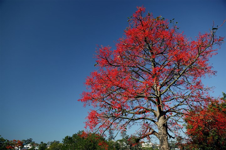 17. Illawarra flame tree (Brachychiton acerifolius)