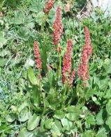 sorrel in flower