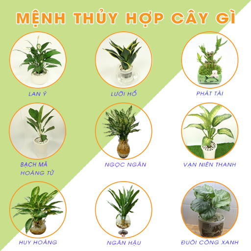 Mệnh Thủy hợp cây gì?