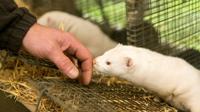 Denmark Plans to slaughter millions of minks to protect the well-being of their citizens