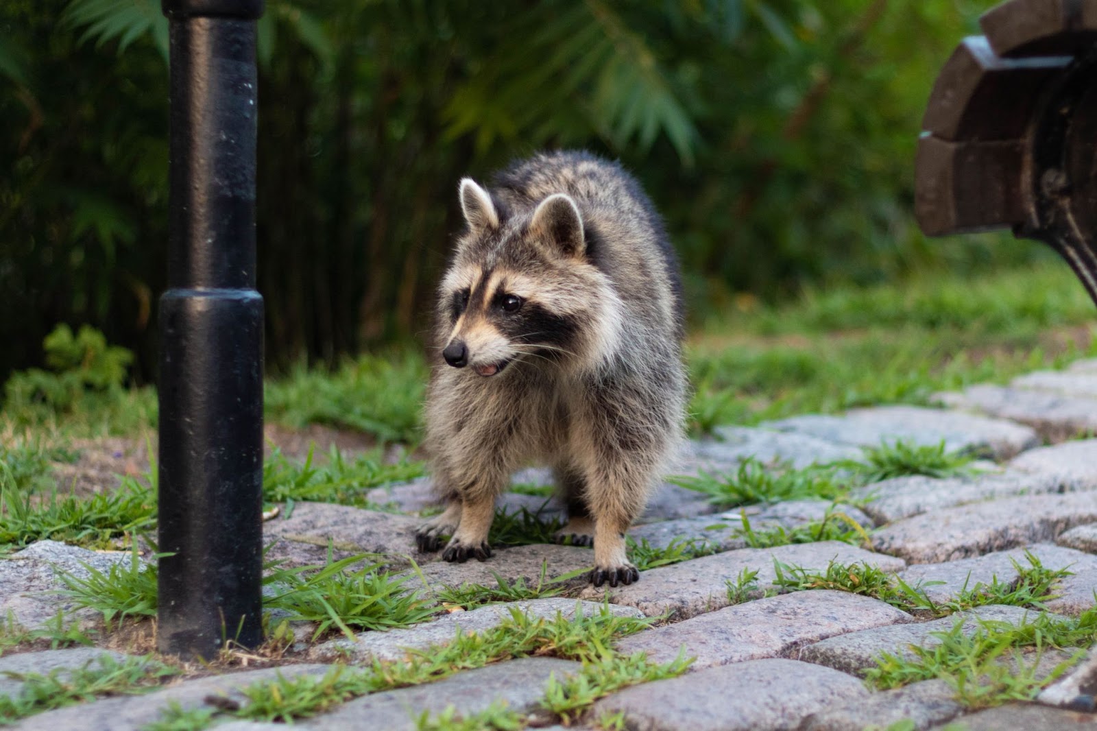 Why Do Raccoons Scream