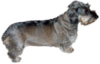 Adult Dachshund presenting an excess of weight