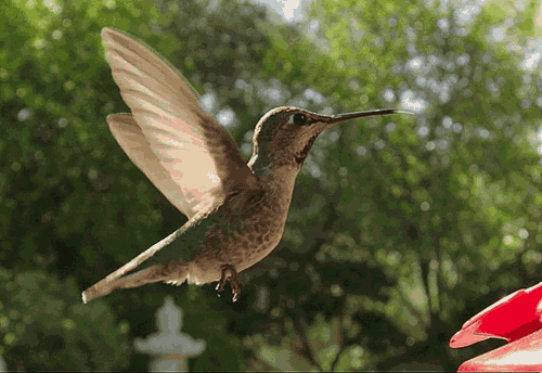 Resultado de imagen para gif de colibri polinizando
