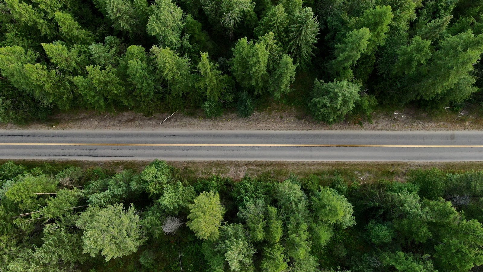 An evergreen forest