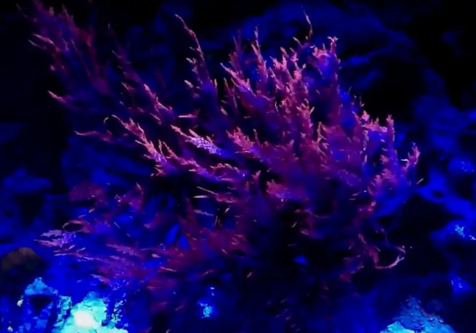 Dragon's Tongue Algae - Salt Water Plant Aquarium