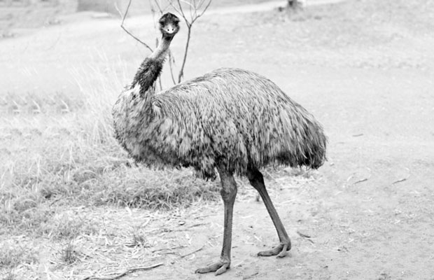 Australia Had a War with Emus. We Lost.