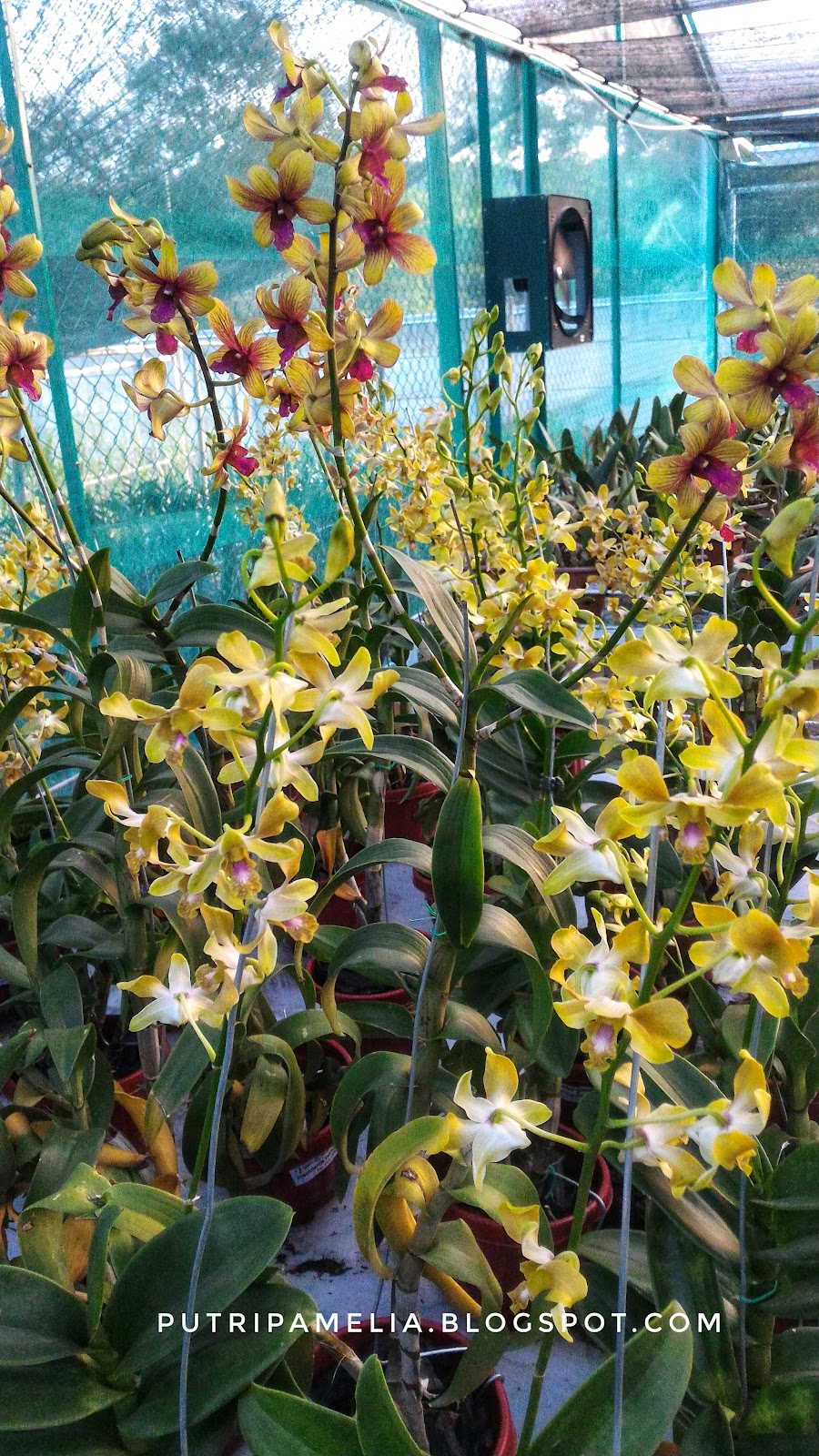 Vivin Orchid Garden Toko Tanaman Anggrek Di Batam Vivin Orchid Garden Toko Tanaman Anggrek Di Batam