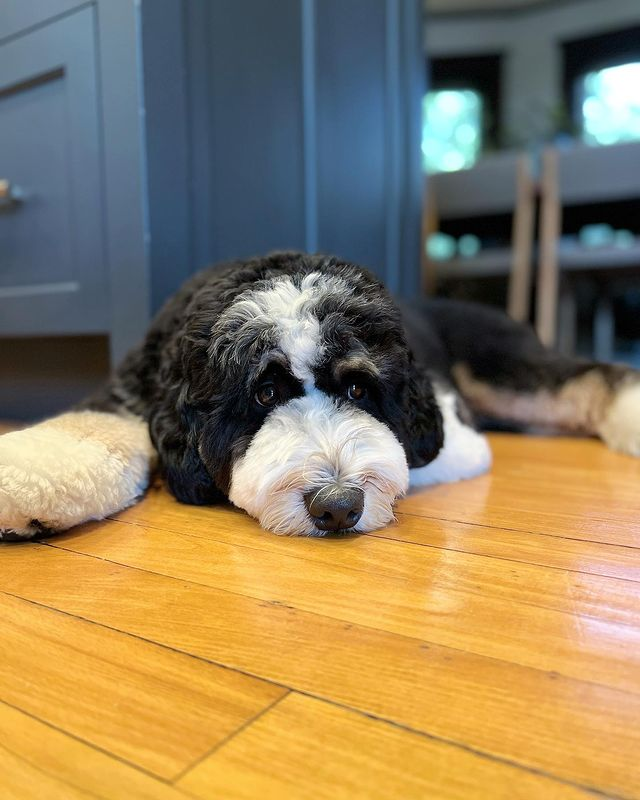 Walden the Mini Bernedoodle