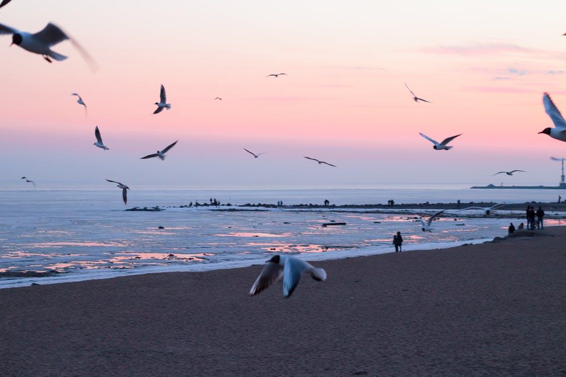 Photo of Flying Birds On Beach