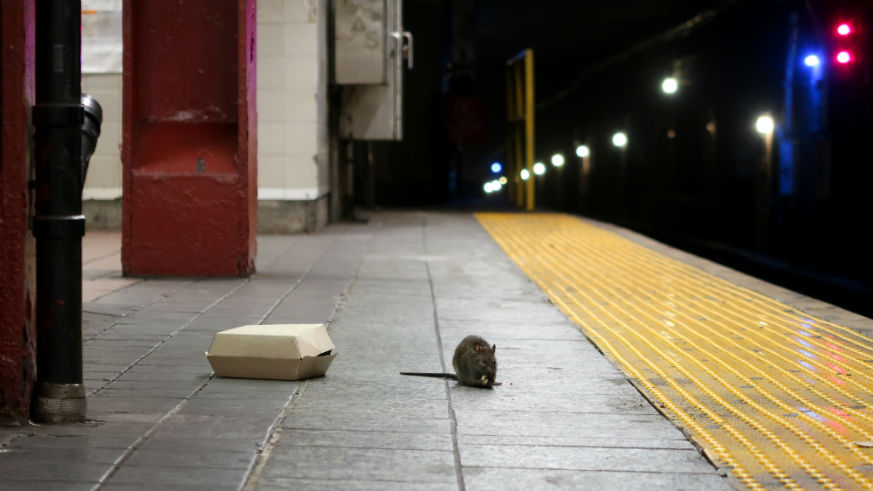 Image result for subway rats