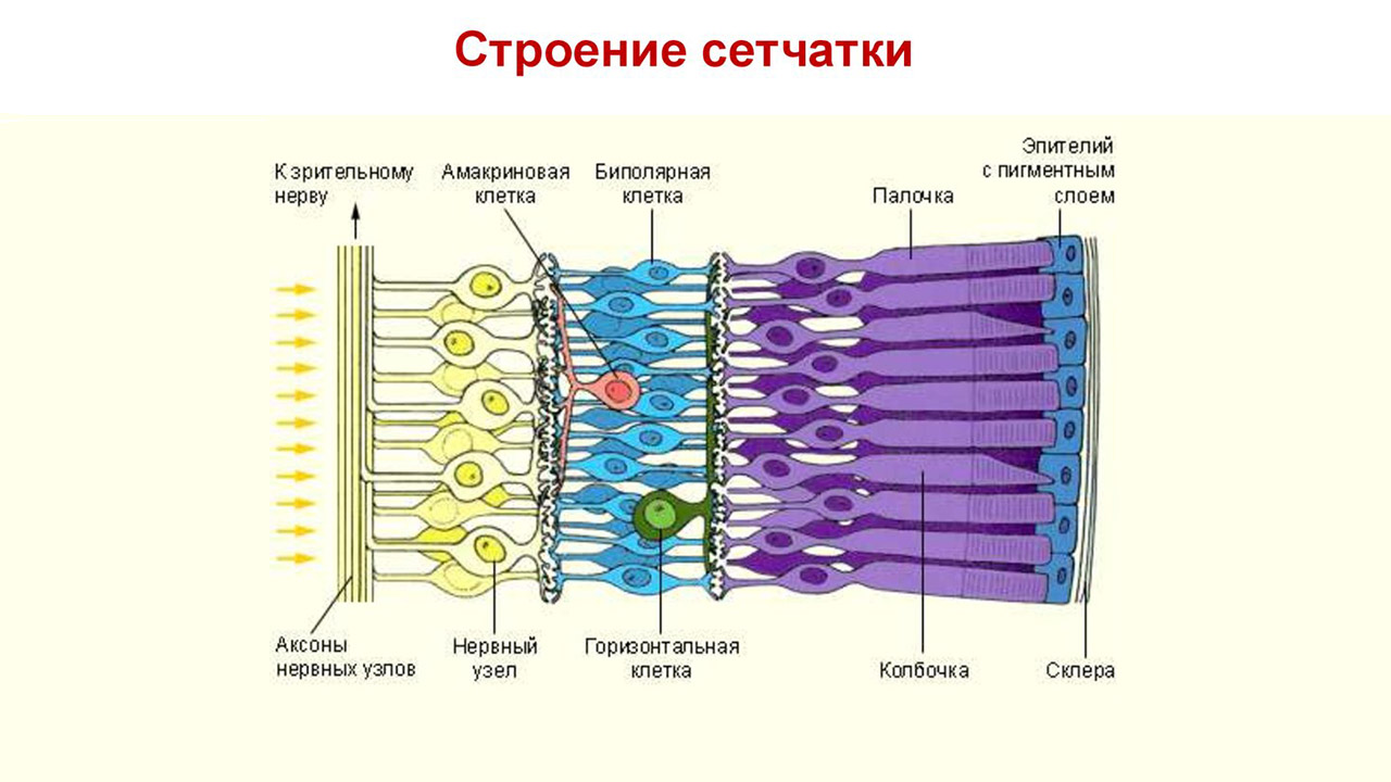 Сетчатка место расположения. Клеточное строение сетчатки. Строение сетчатки глаза анатомия. Строение сетчатого слоя глаза. Строение сетчатки глаза человека.