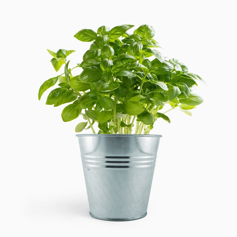 Basil plant in silver pot | Indoor plants for dogs